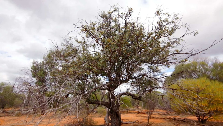 Sandalwood tree on Baramia country, WA