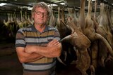 Man standing with arms folded. Behind him are dozens of kangaroo carcasses hanging by their legs.