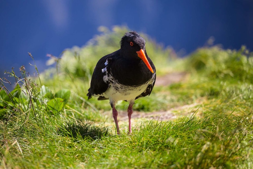 A black and white bird with an orange beak standing on grass