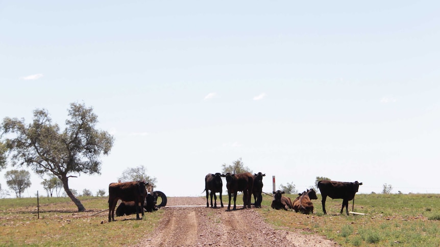 Young cattle on a dirt road with green grass.