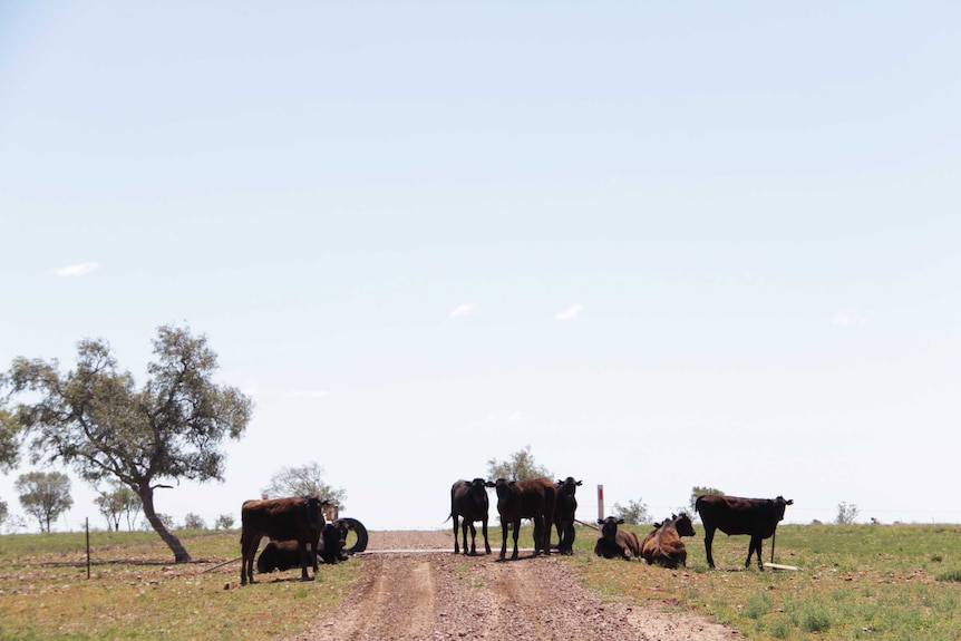 Young cattle on a dirt road with green grass.