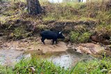 A black pig with a collar around its neck walks along a creek bank.