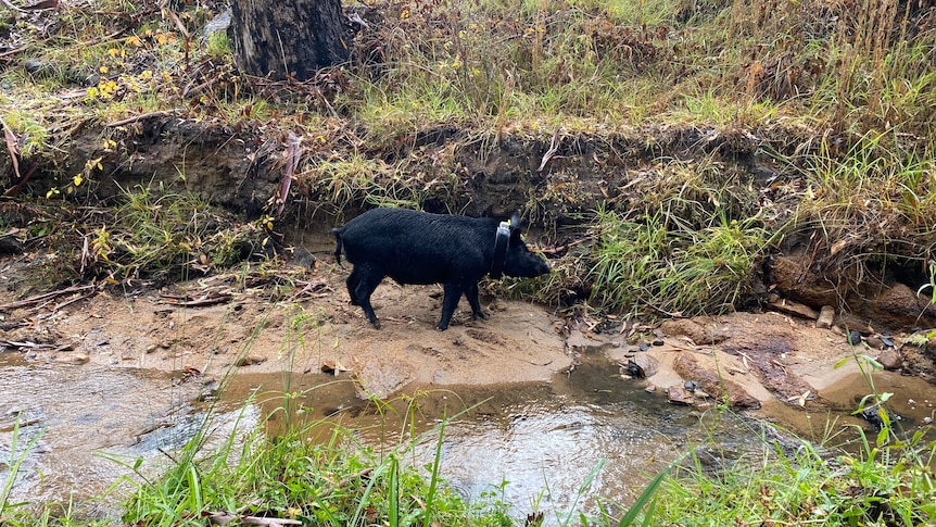 A black pig with a collar around its neck walks along a creek bank.