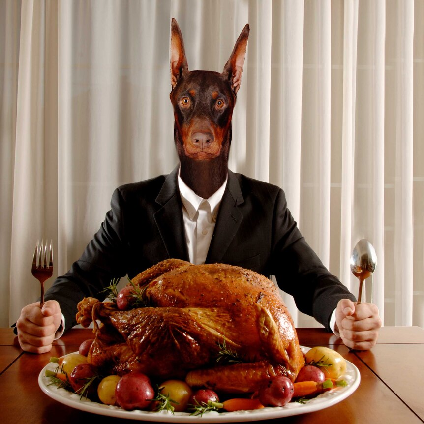 Photo of a dog in a suit, sitting at a table eating dinner. Hands holding knife and fork up on the table ready to eat.