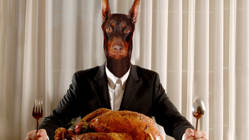 Photo of a dog in a suit, sitting at a table eating dinner. Hands holding knife and fork up on the table ready to eat.