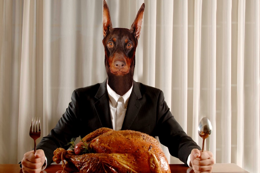 Photo of a dog in a suit, sitting at a table eating dinner. Hands holding knife and fork up on the table ready to eat.