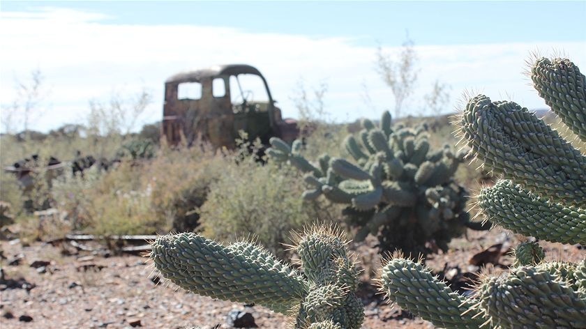 Cactus in Leonora