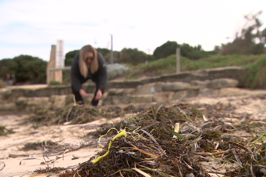A woman bends down to pick something up at a beach, while in the foreground we can see a piece of rubbish on some seaweed.