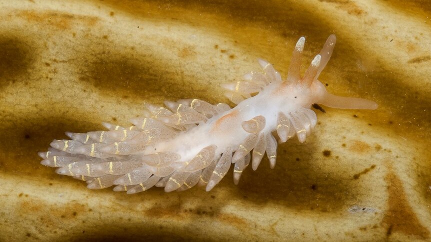 Macleay's spurilla found off Sydney Harbour during the 2016 sea slug census