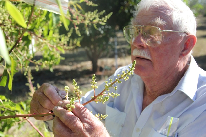 Un hombre arranca flores de un árbol con pinzas