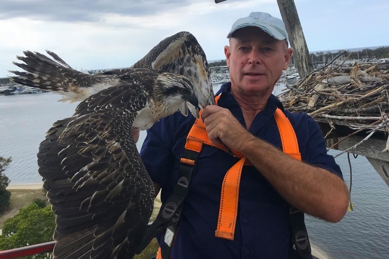 A man holding a young osprey.