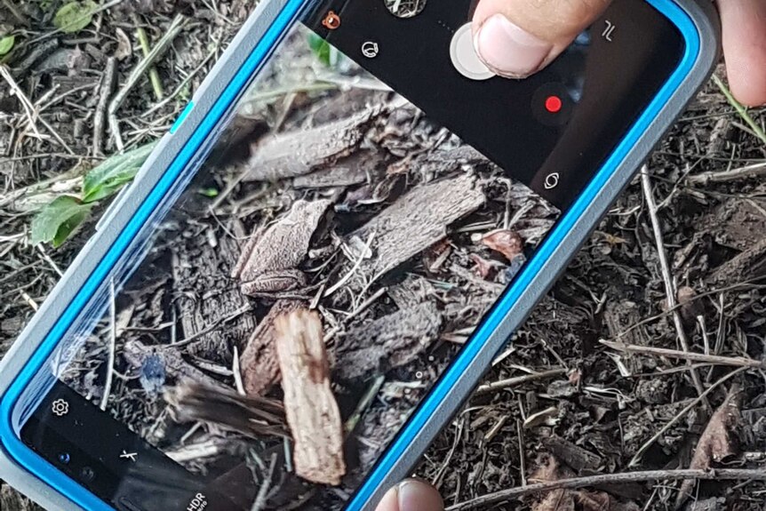 A frog being photographed on a mobile device