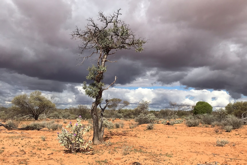 A wild sandalwood tree  with brooding storm clouds behind.