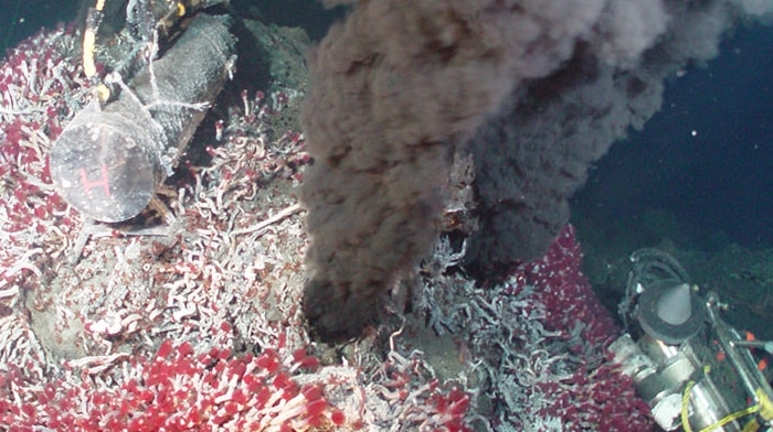 Hydrothermal vents surrounded by a tubeworm colony.