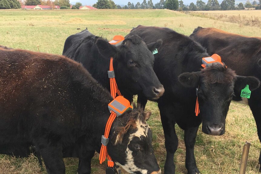 a mob of black cows wearing large orange collars