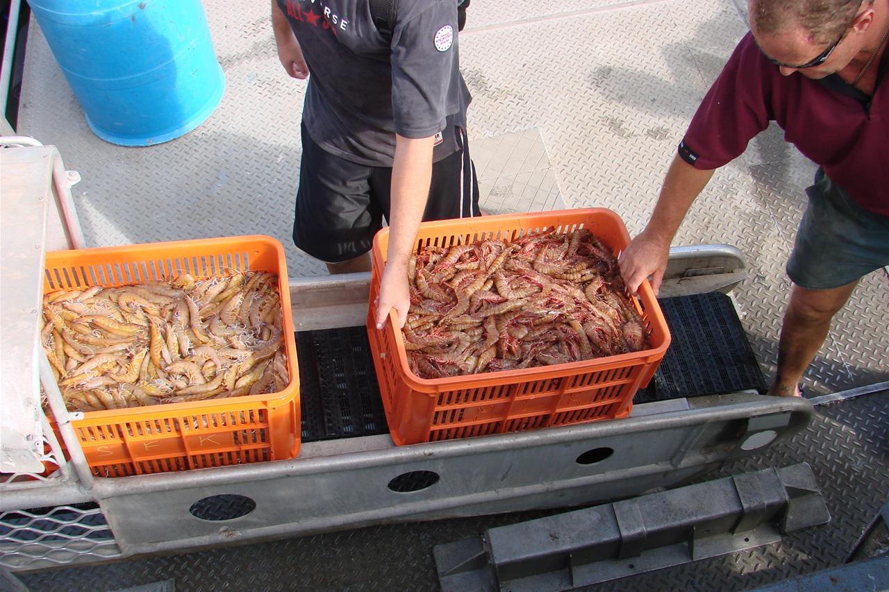 Hunter River prawn catch facing indefinite ban over RAAF contamination ...