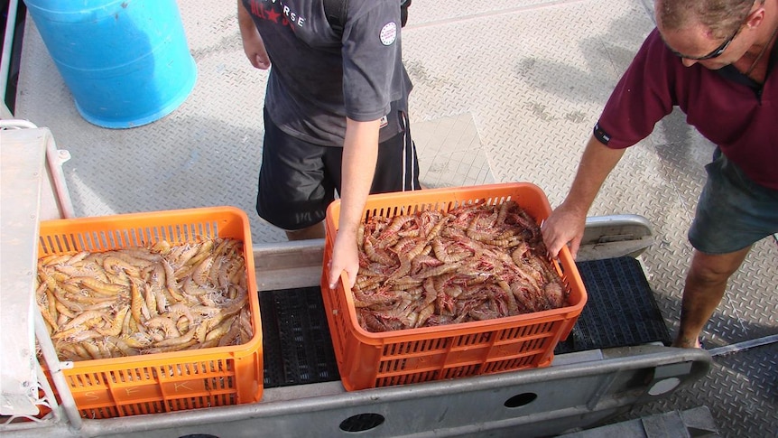 Hunter River prawn trawlers agree to an indefinite ban on fishing in the Hunter River