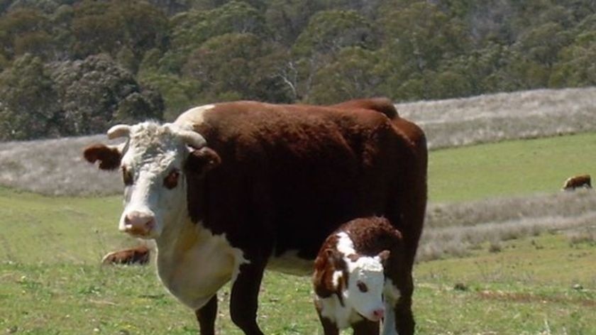 Medium close up of a poll hereford cow and her calf.