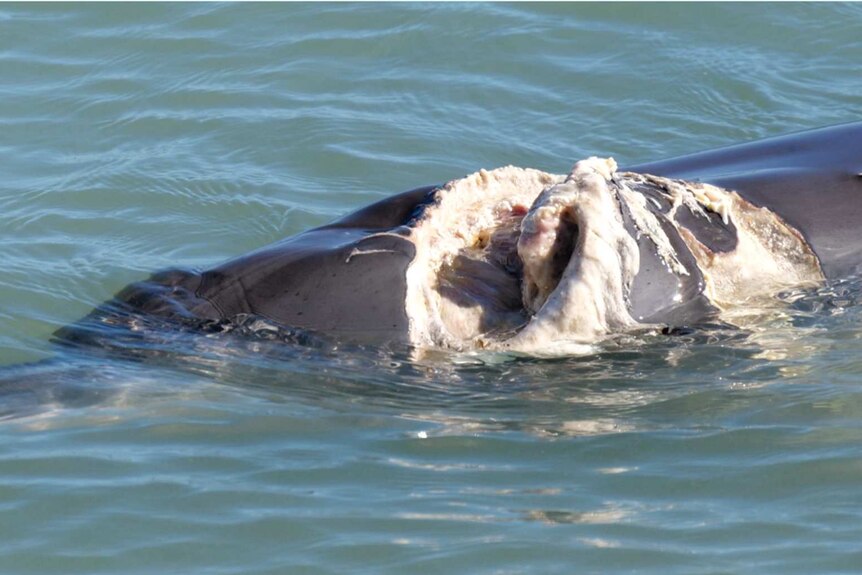 A dolphin swimming iin the ocean with a large open wound.