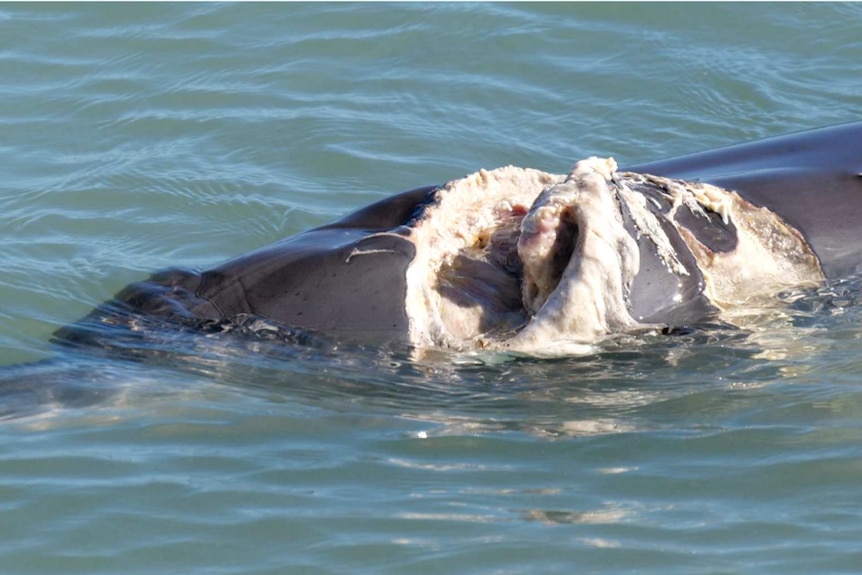 A dolphin swimming iin the ocean with a large open wound.