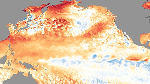 Image of the pacific Ocean with red and blue swirls indicating sea surface temperatures