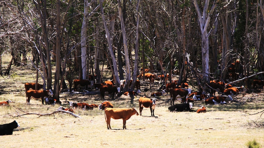 A herd of cattle stand among trees in the Victorian Alps.