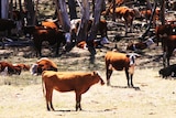 A herd of cattle stand among trees in the Victorian Alps.