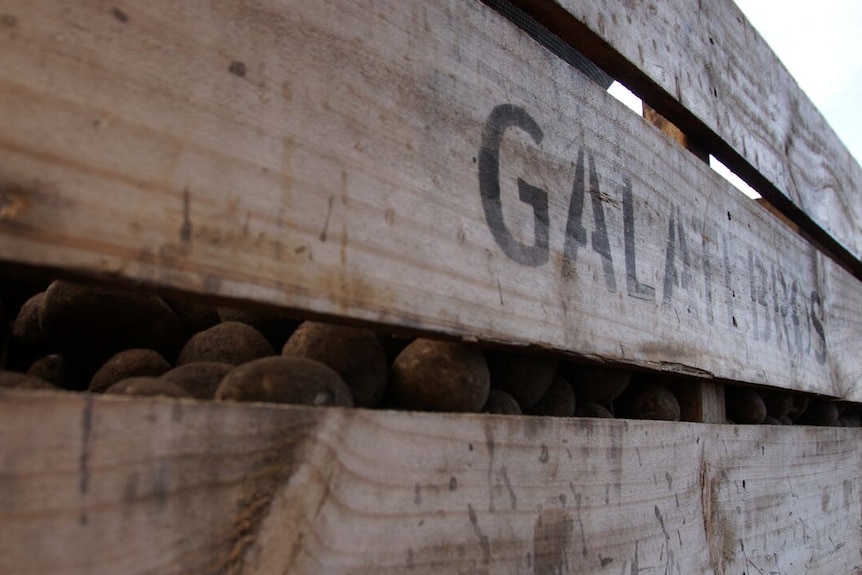 Potatoes in a wooden box marked 'Galati Bros' belonging to spud shed owner Tony Galati