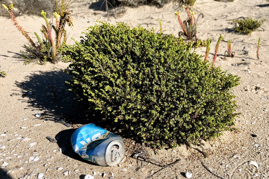 A crumpled beer can next to a plant on a sand dune