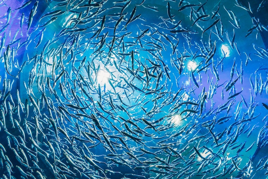 A school of fish swarming in the sea