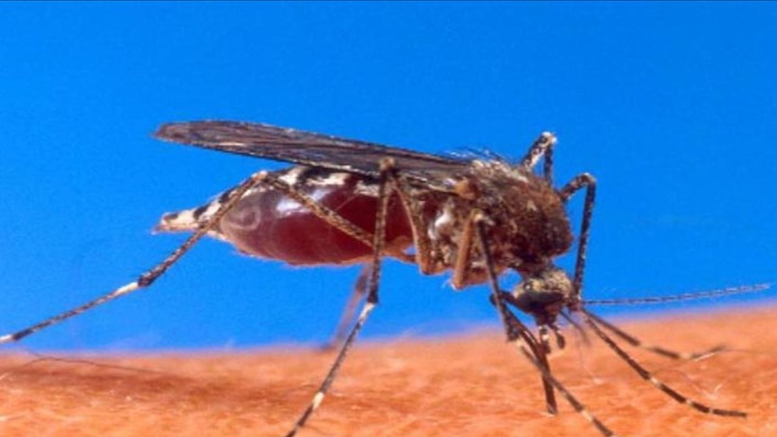 Summer mosquito numbers are down