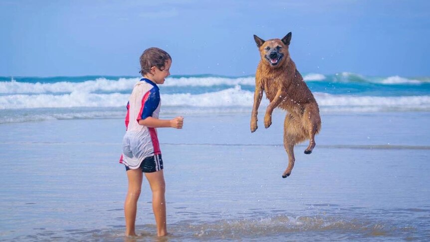 A boy standing in the shallows of a beach watches a dog next to him as it jumps in the air.