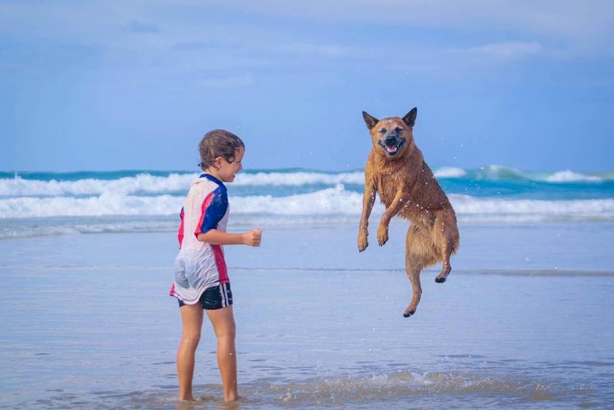 A boy standing in the shallows of a beach watches a dog next to him as it jumps in the air.