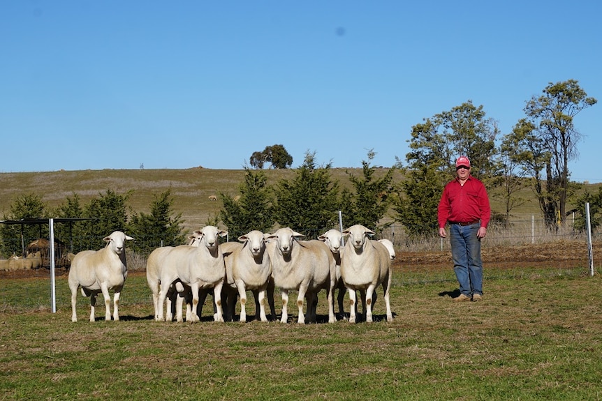 Man stands in paddock with sheep