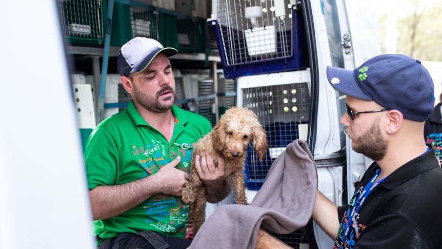 A RSPCA handler holds a rescued poodle in a towel
