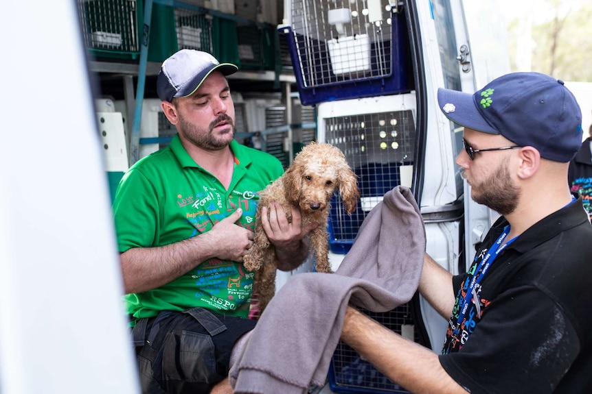 A RSPCA handler holds a rescued poodle in a towel