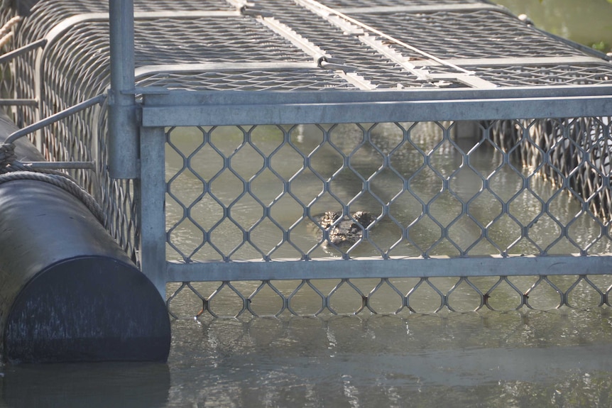 A crocodile eyes off the rangers as they approach the trap.