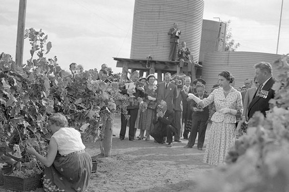 Queen Elizabeth II looking at grape vines.