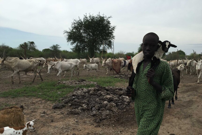 A South Sudanese boy with a baby goat draped over his shoulders stands in a rural paddock surrounded by cattle.