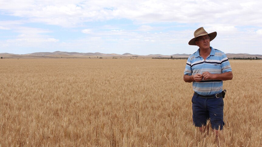 A man with a blue striped shirt and brimmed hat standing in a field of wheat with the Flinders Ranges in the background.