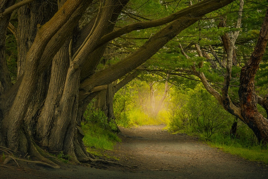 Les arbres s'étalent sur un chemin éclairé par la lumière du soleil.