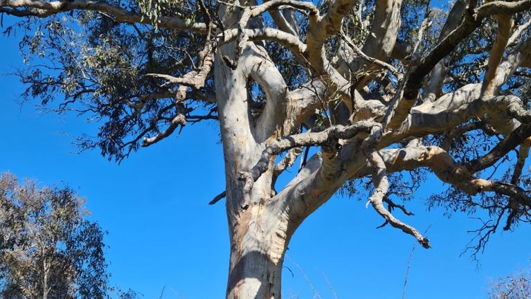 A tall gum tree fenced in with markers.