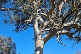 A tall gum tree fenced in with markers.