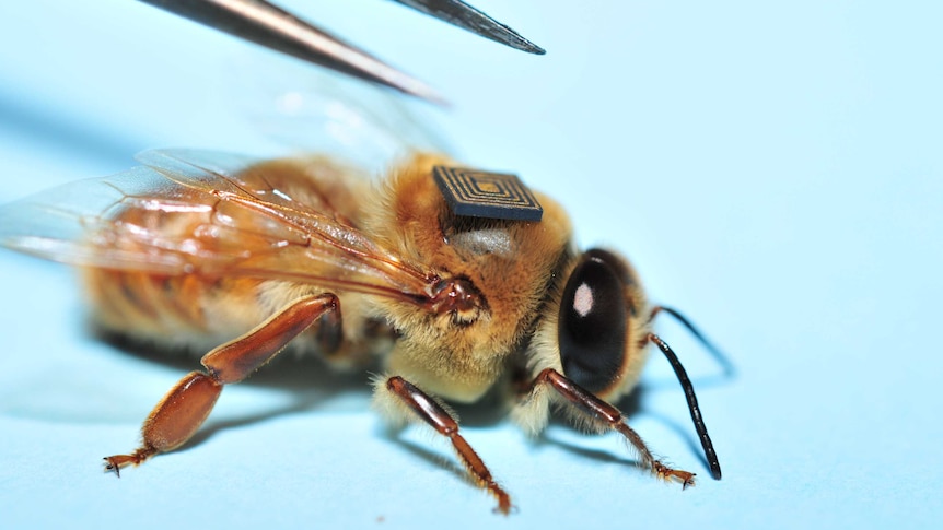 A bee with a micro sensor tag on its back.