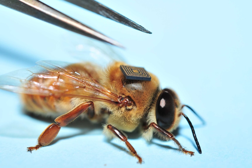 A bee with a micro sensor tag on its back.