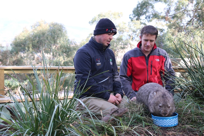 Greg Irons from Bonorong Wildlife Sanctuary and Dr Scott Carver from the University of Tasmania with a wombat.
