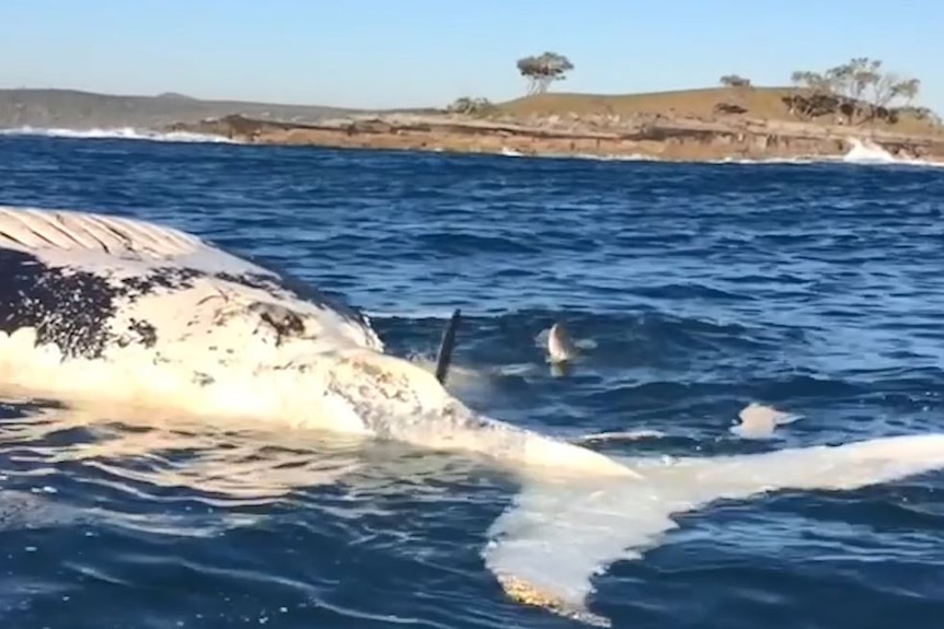 Great white shark eats whale carcass