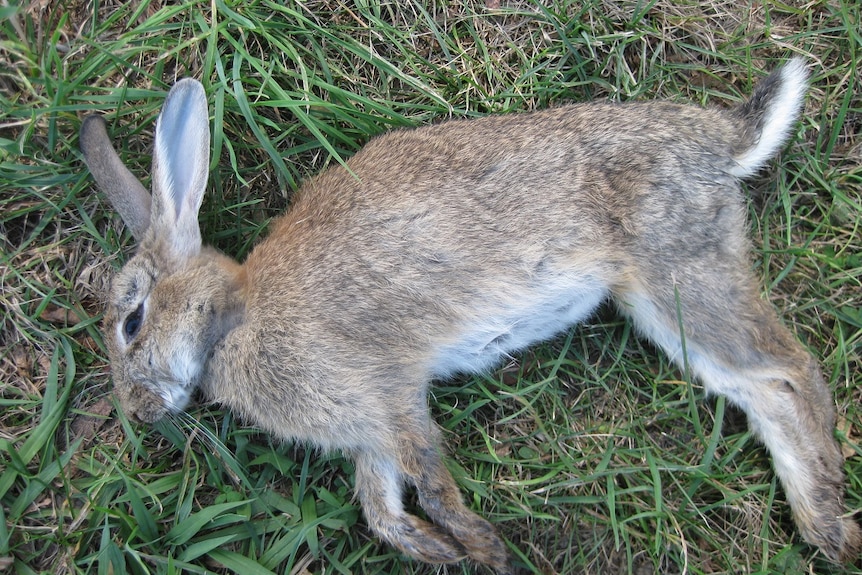 A rabbit infected with calicivirus