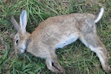 Looking for rabbits infected with calicivirus