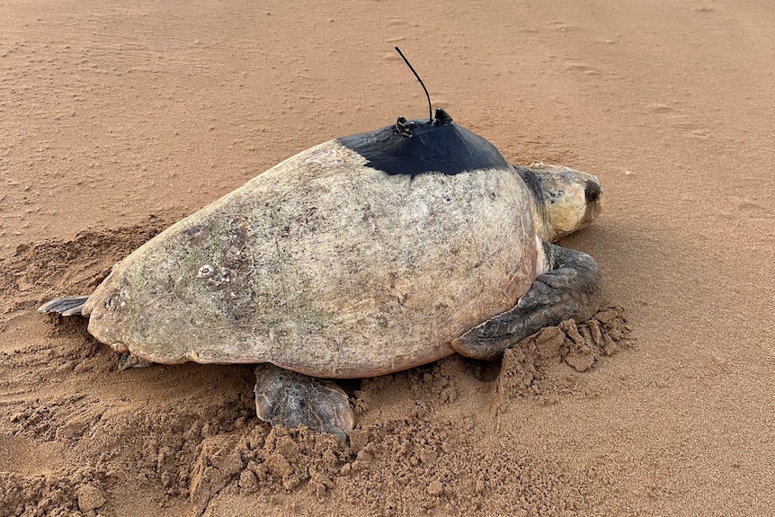 A turtle with a black satellite navigation device on its back, on the sand